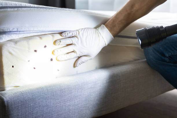 Professional Pest Control in Chatfield, MN